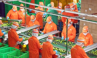 EU giảm gần 50% cảnh báo vi phạm với nông sản Việt