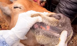 Bộ Nông nghiệp cảnh báo virus lở mồm long móng chủng mới, độc lực mạnh