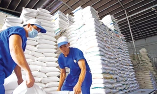 Gạo Việt đi đâu về đâu khi Philippines, Indonesia siết nhập khẩu? 