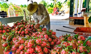 Nghịch lý tiêu chuẩn kép nông sản Việt: Lo chuẩn ngoại, quên chuẩn nội