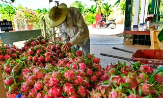 Nghịch lý tiêu chuẩn kép nông sản Việt: Lo chuẩn ngoại, quên chuẩn nội