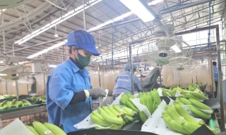 Dự báo mặt hàng rau quả mới sẽ gia nhập 'câu lạc bộ' tỷ USD