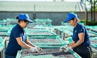 Việt Nam lợi gì sau việc EU đề xuất hoãn áp quy định chống phá rừng? 