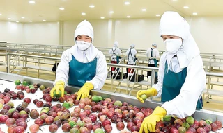 Thông tin về kiểm soát dư lượng thuốc bảo vệ thực vật với chanh leo, thanh long Việt tại EU