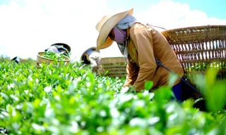 Xuất khẩu nông sản Việt 'ngấm đòn' chiến sự Trung Đông