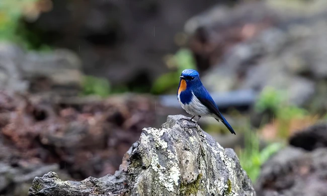 Hệ chim rực rỡ ở Vườn quốc gia Bát Xát