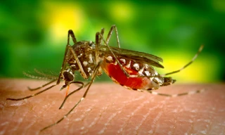 Bệnh Chikungunya bùng phát ở nhiều nước, TPHCM từng có ca bệnh