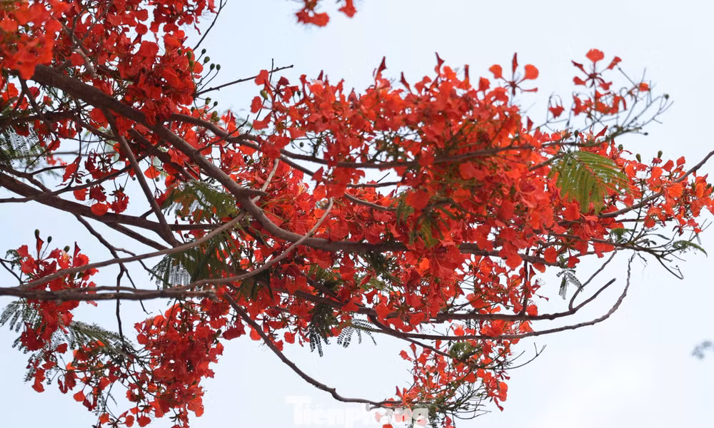 Hà Nội rực rỡ sắc màu phượng vĩ, hoàng yến 