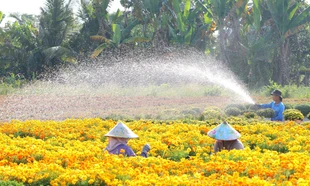 Làng hoa Sa Đéc rực rỡ chuẩn bị Festival Hoa – Kiểng