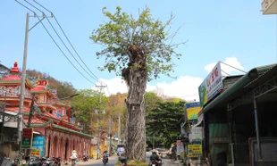 'Vòng xoay' đặc biệt ở An Giang để giữ lại cây cổ thụ