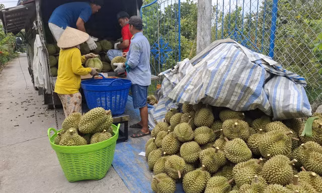 Sầu riêng rớt giá thê thảm 