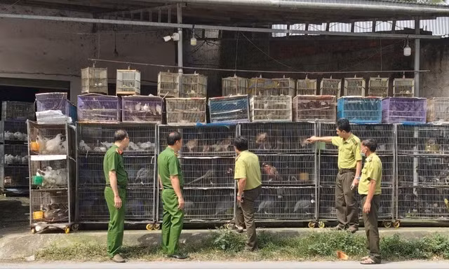 Tạm giữ hơn 1.900 con chim cảnh vì 'không có hồ sơ hợp pháp'