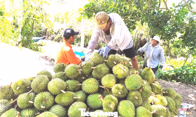 Mã số vùng trồng sầu riêng: Cách nào tránh cảnh 'cha chung không ai khóc'?