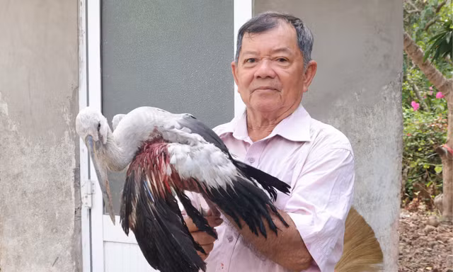 Tiếng kêu cứu từ khu vườn: Lão nông bất lực nhìn đàn chim quý thưa dần trước nạn săn bắn