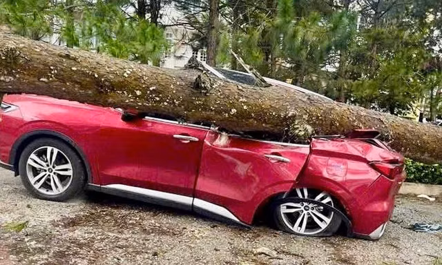 Lâm Đồng: Mưa lớn, gió mạnh quật đổ nhiều cây xanh, đè bẹp xe ô tô, tốc mái nhà