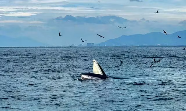 Cá voi nặng 8 tấn chết dạt vào biển Lâm Đồng, ngư dân hợp sức kéo vào bờ an táng trang trọng