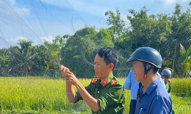 Phát hiện hàng loạt vụ giăng lưới săn bắt chim yến 