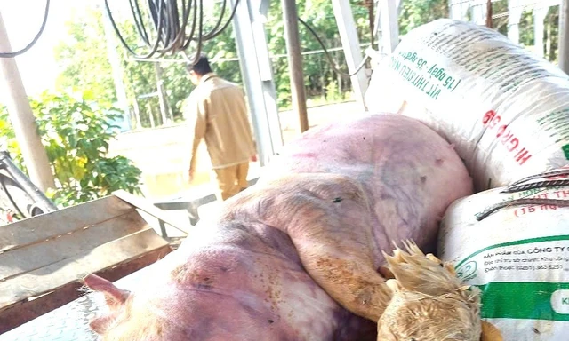 Khởi tố 7 bị can đào xác heo bệnh, mang sơ chế bán ra thị trường