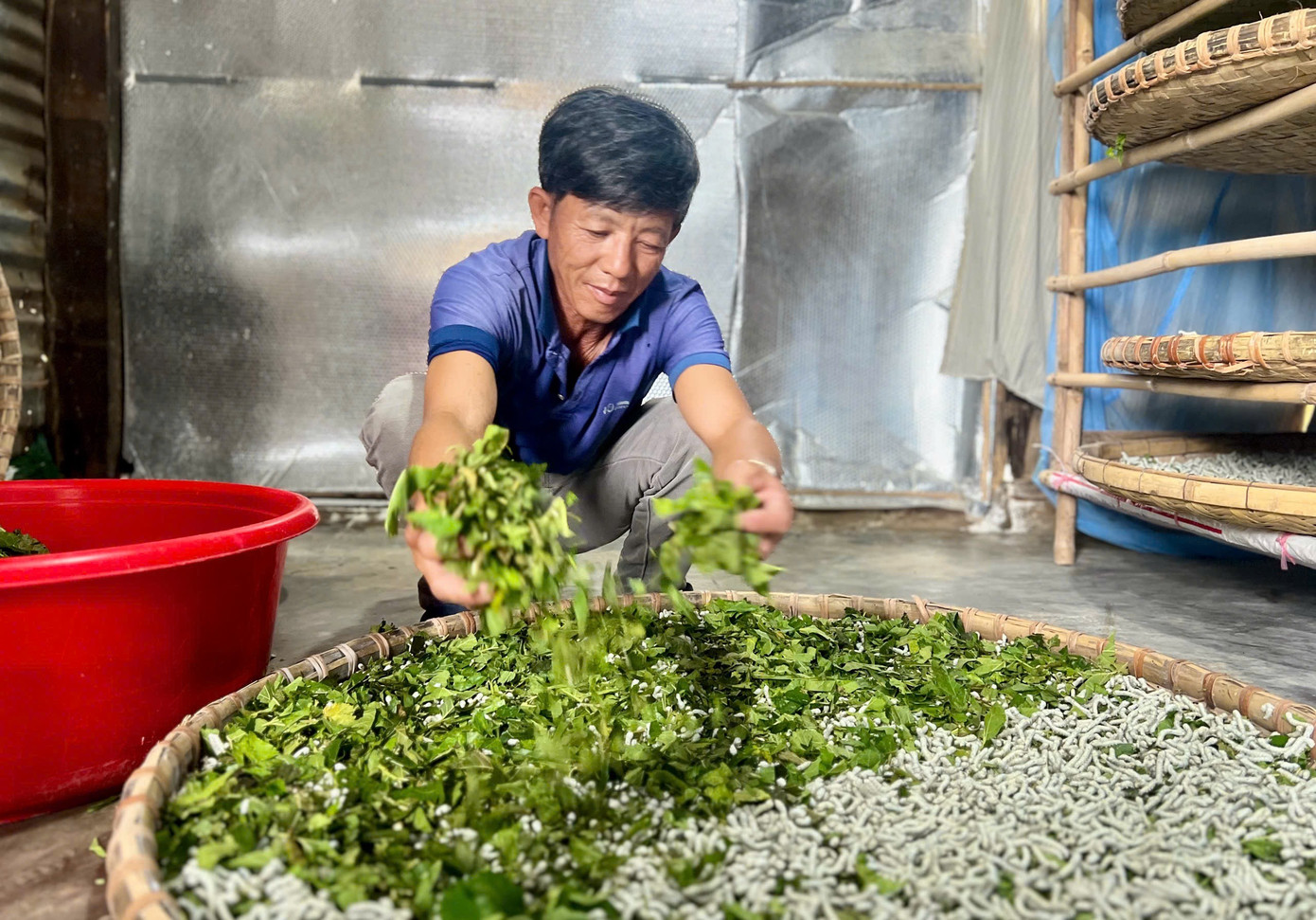 Ông Sỳ Lỷ Xầu cần mẫn rải lá dâu cho tằm ăn. img-6037.jpg