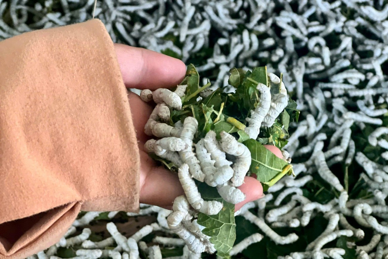 Mỗi lứa tằm chỉ khoảng 15-16 ngày nhưng cho thu nhập hơn 10 triệu đồng. z6723794219529-04cb67ed1cb09549671d0b0dd1c1eddc-4113-4641.jpg