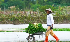 Giá rau tăng kỷ lục, nông dân ngoại thành Hà Nội vào 'mùa vàng' bội thu