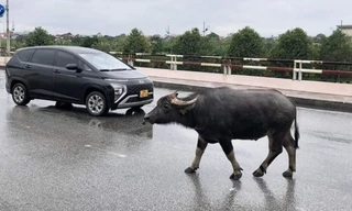 Công an tìm chủ sở hữu con trâu liên quan vụ tai nạn giao thông chết người