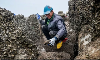 Mưu sinh trên bãi biển giữa cái lạnh tê cứng chân tay