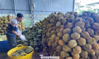 Vụ Thứ trưởng NN&MT bị bắt: Tức nghẹn 'giấy phép con' xuất khẩu sầu riêng
