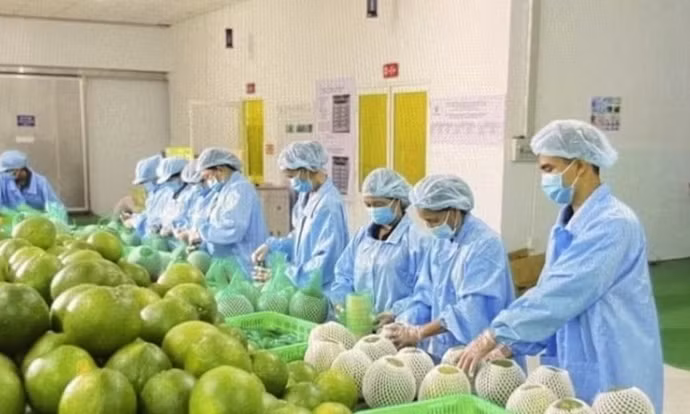 Bộ Nông nghiệp khuyến cáo 'nóng' khi Úc dừng nhập bưởi Việt Nam 