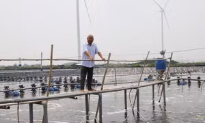 Lão nông trở thành tỷ phú sau quyết định bỏ lúa, nuôi tôm