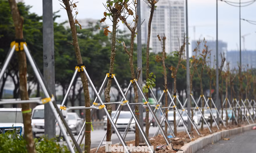 Cận cảnh hàng trăm cây Chiêu Liêu trên cống hộp ở Hà Nội