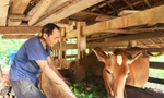 Nông dân Cao Bằng nuôi bò sinh sản, mang lại hiệu quả kinh tế cao. 