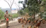 Cựu chiến binh Lạng Sơn phát triển, chăn nuôi gia cầm. 