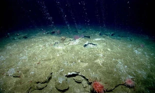 Phát hiện 40 'lỗ thở' bất thường dưới đáy biển Nam Cực, chuyên gia nói: Trái Đất có thể lâm nguy