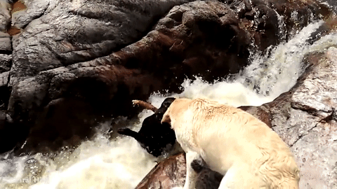 Chú chó cứu bạn khỏi sóng dữ