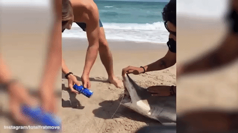 Thanh niên dùng răng cá mập mở bia gây phẫn nộ