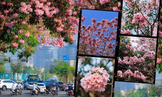 TP.HCM mùa hoa kèn hồng rực rỡ: Những tọa độ "săn mây hồng" đậm chất điện ảnh