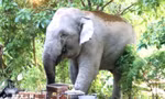 Voi rừng liên tục tàn phá cây trồng của người dân ở Lâm Đồng
