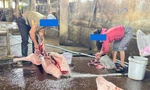 Chủ lò mổ ‘tố’ cán bộ thú y, 'đòi' gặp chủ tịch tỉnh Quảng Trị 