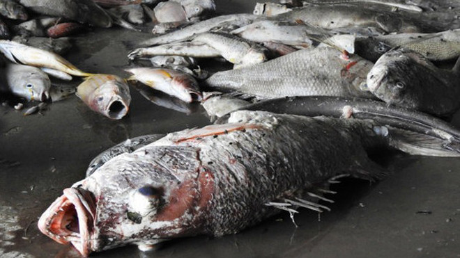 Hiện tượng cá chết hàng loạt có thể tiếp diễn