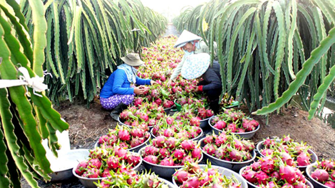 Thanh long ruột đỏ đang có giá cao nên nhiều vườn bị kẻ trộm cắt vào đêm. Ảnh: Hồng Anh
