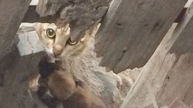 Lạ lùng mèo đẻ ra chó ở Bình Thuận