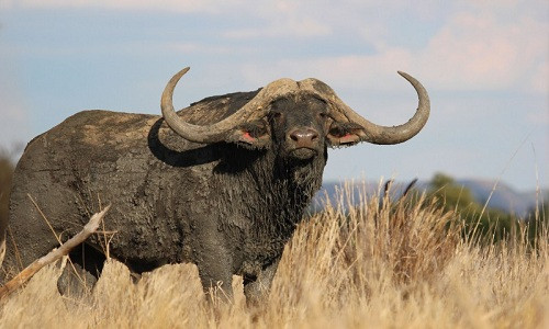 Con trâu rừng có giá cao kỷ lục. Ảnh: Caters News.