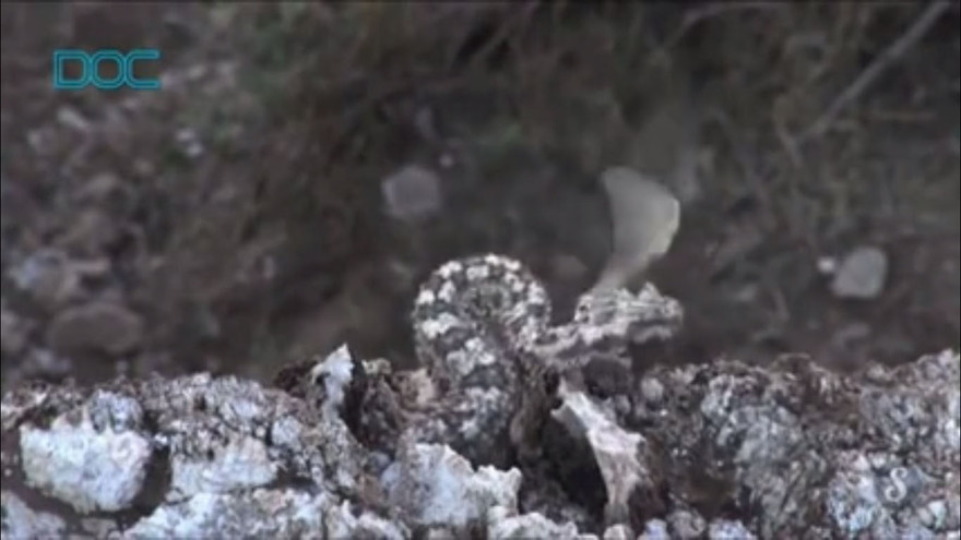 Tuyệt chiêu dùng đuôi nhử chim của rắn hổ lục