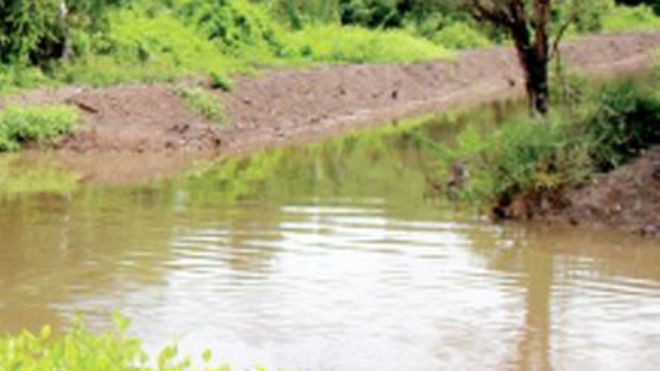 Một bờ vuông tôm. - Ảnh minh họa