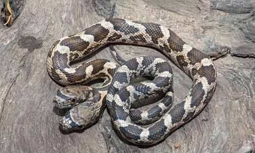 Hai chiếc đầu của con rắn dính sát nhau. Ảnh: Caters News.