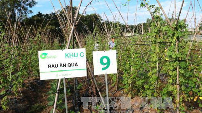 Mô hình trang trại rau sạch đang ngày càng được nhân rộng tại các địa phương. Ảnh: TTXVN