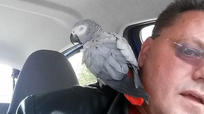 Tài xế Pete Knight giúp Evie tìm lại người chủ của mình.