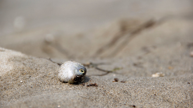 Cá nhỏ chết nhưng chưa bị phân hủy nằm dọc bãi biển Phạm Văn Đồng, Đà Nẵng. Ảnh: Thanh Trần. 