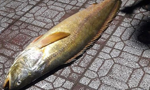 Cá đường nặng hơn 30kg vừa bị bắt.
